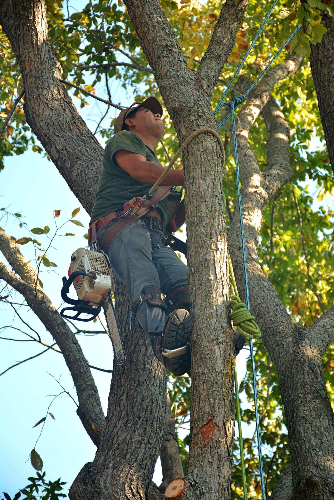 A climbing arborist ascending into a tree to begin a removal