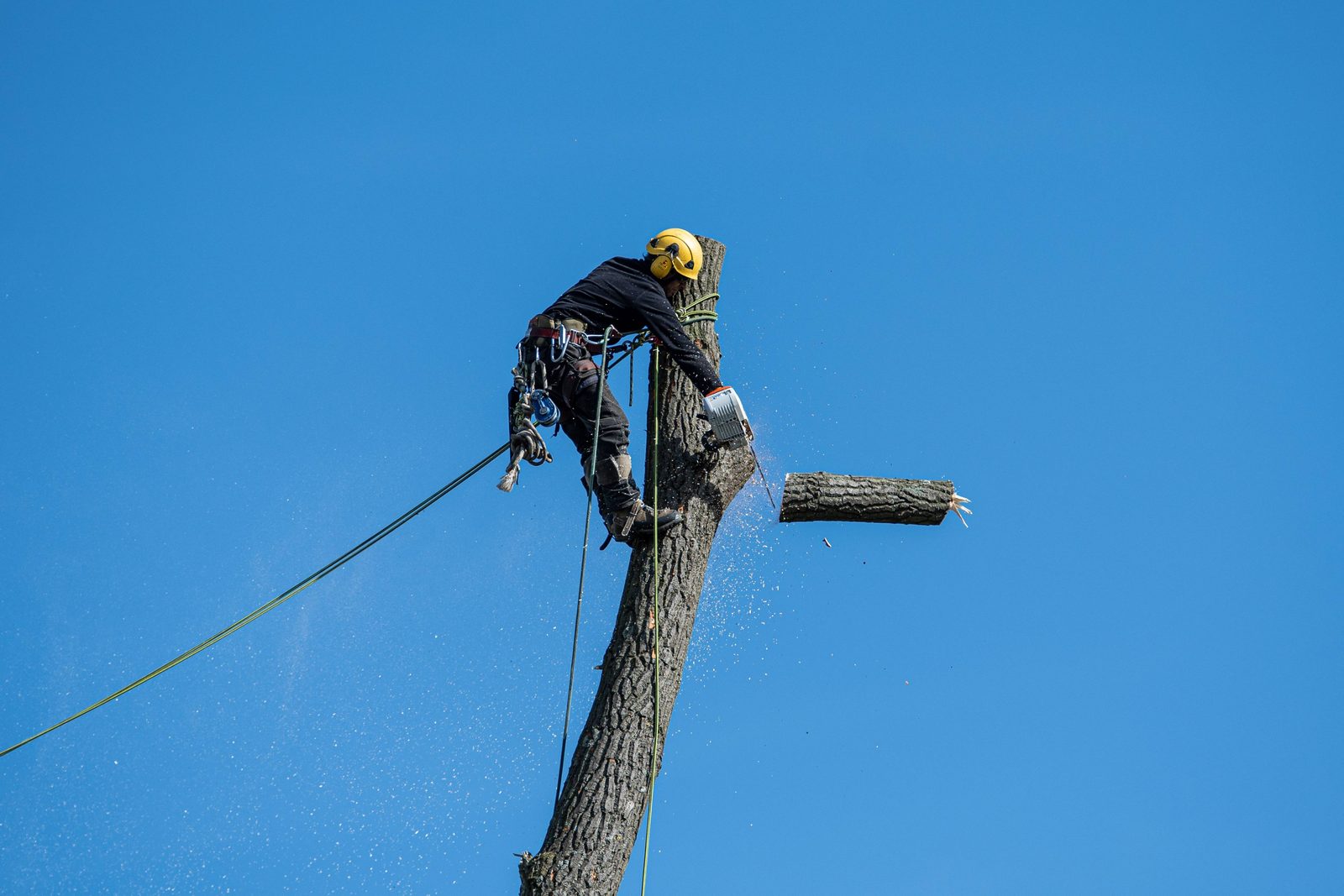 A climbing arborist carefully lowering a cut section of a large tree during a removal