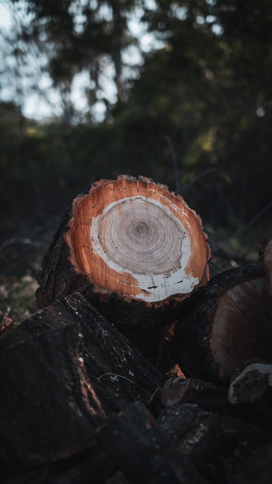 A cut, ringed cross-section of a tree trunk after a completed removal