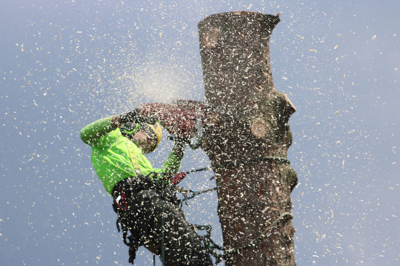 A tree care professional cutting into a large trunk during a removal, sawdust spraying from the saw