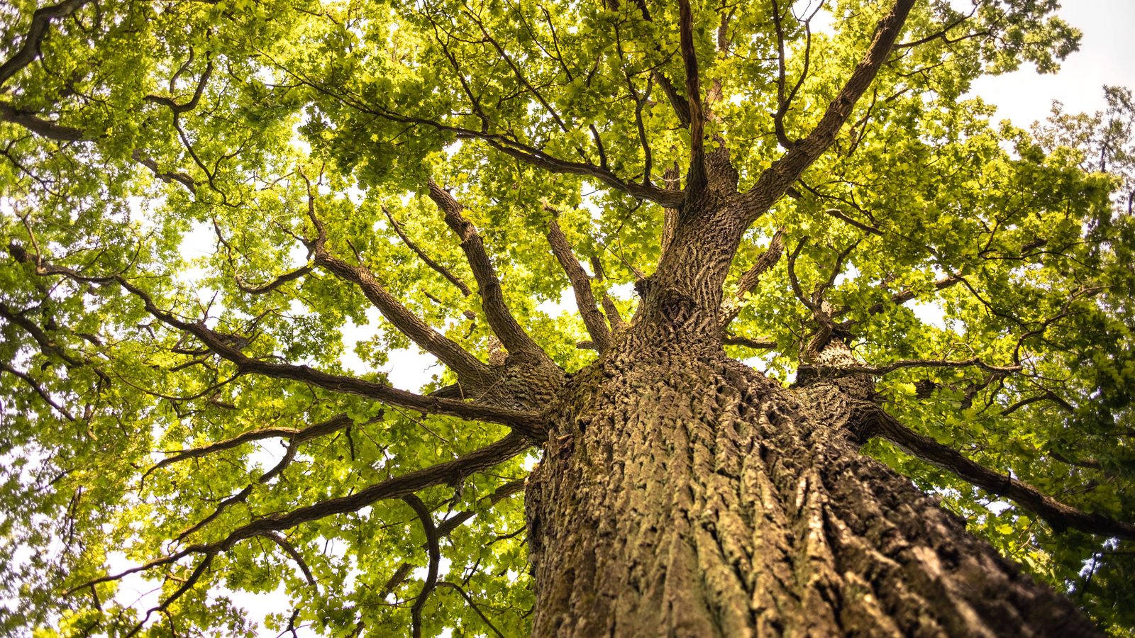 A mature tree canopy of the kind common on established residential streets