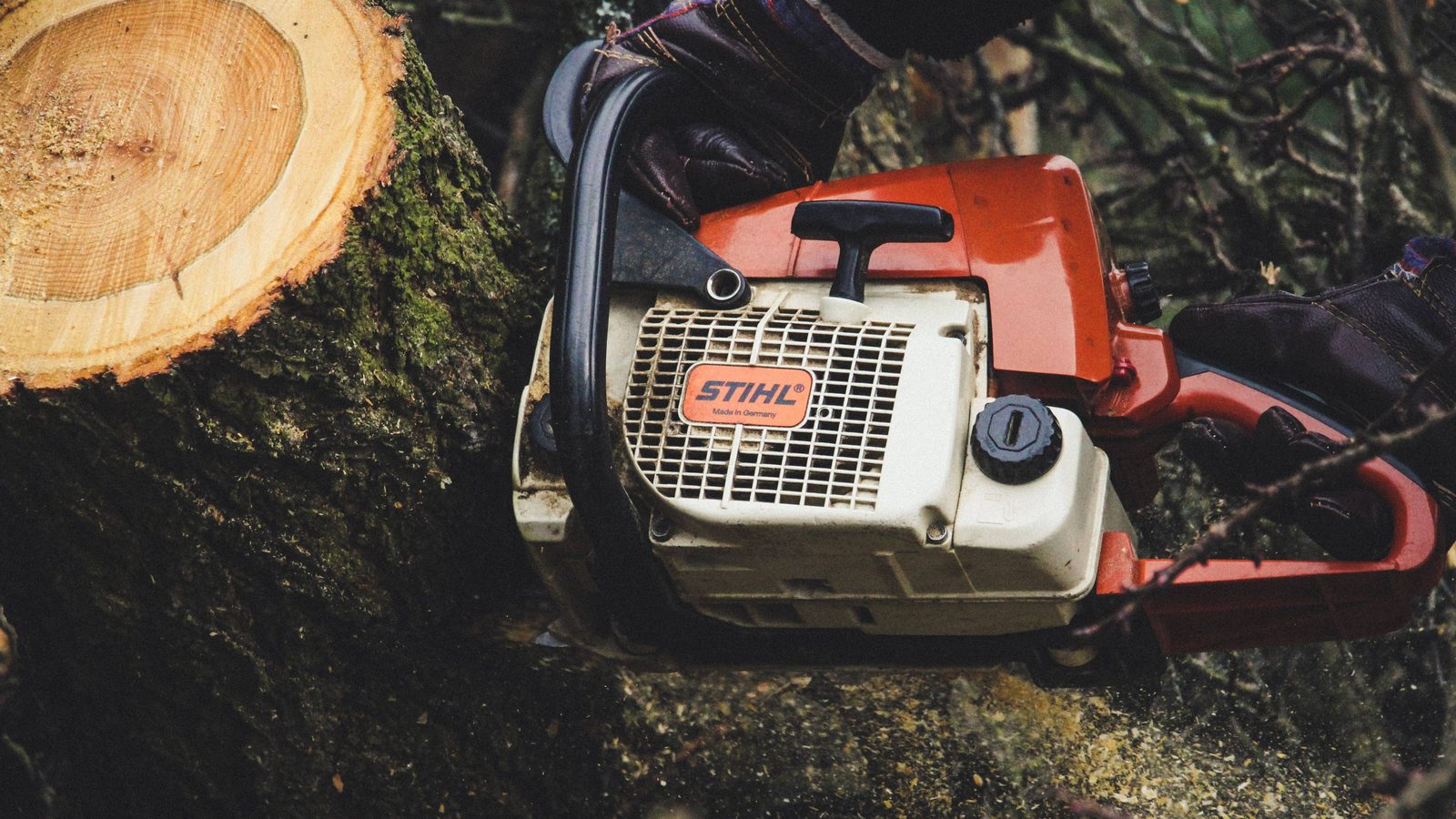 A chainsaw resting on a freshly cut log after a tree removal