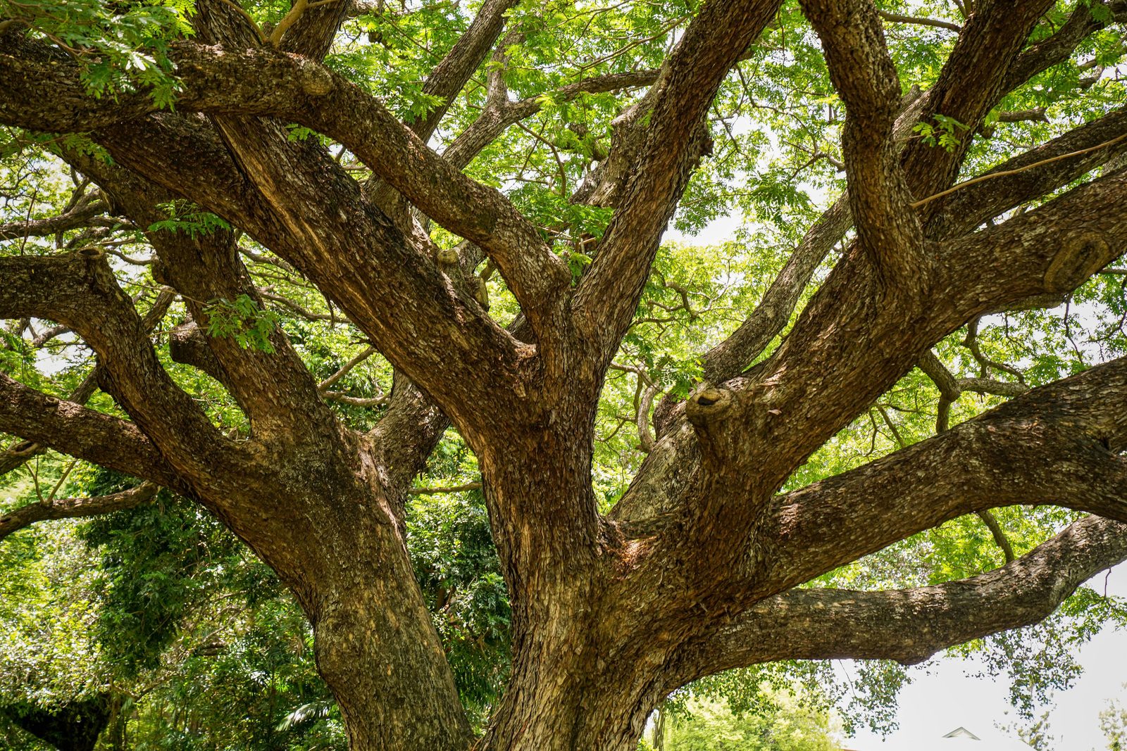 A mature tree canopy viewed from below