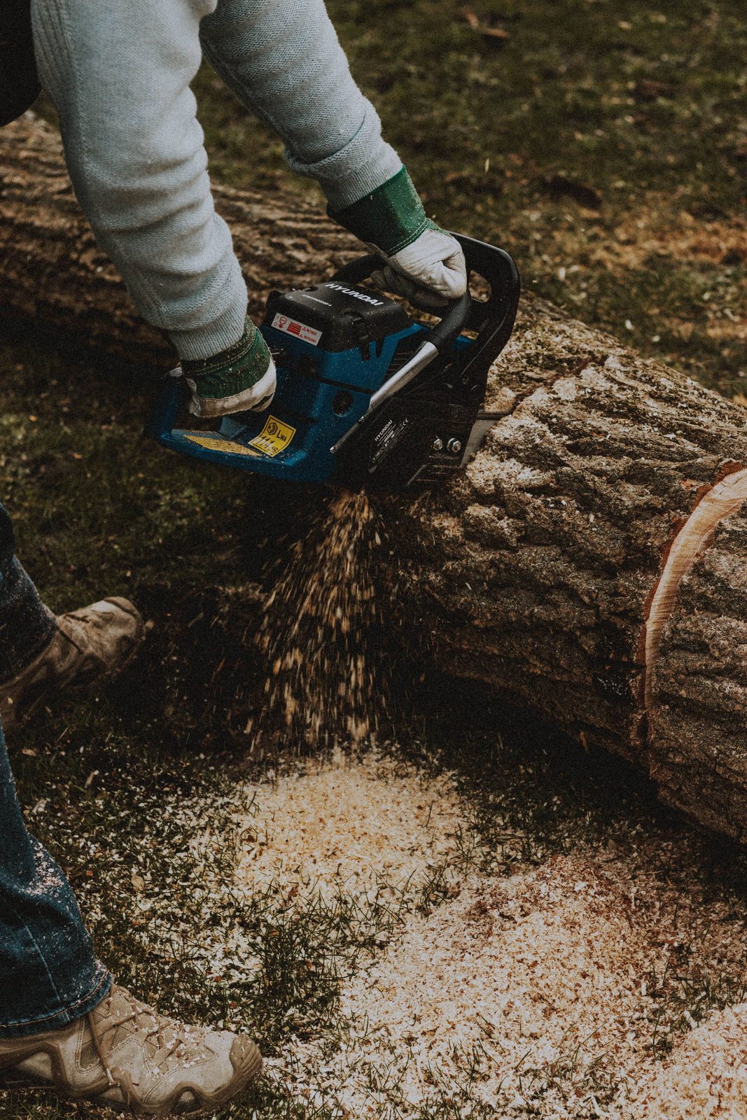 A chainsaw cutting through and sectioning a large trunk during a removal