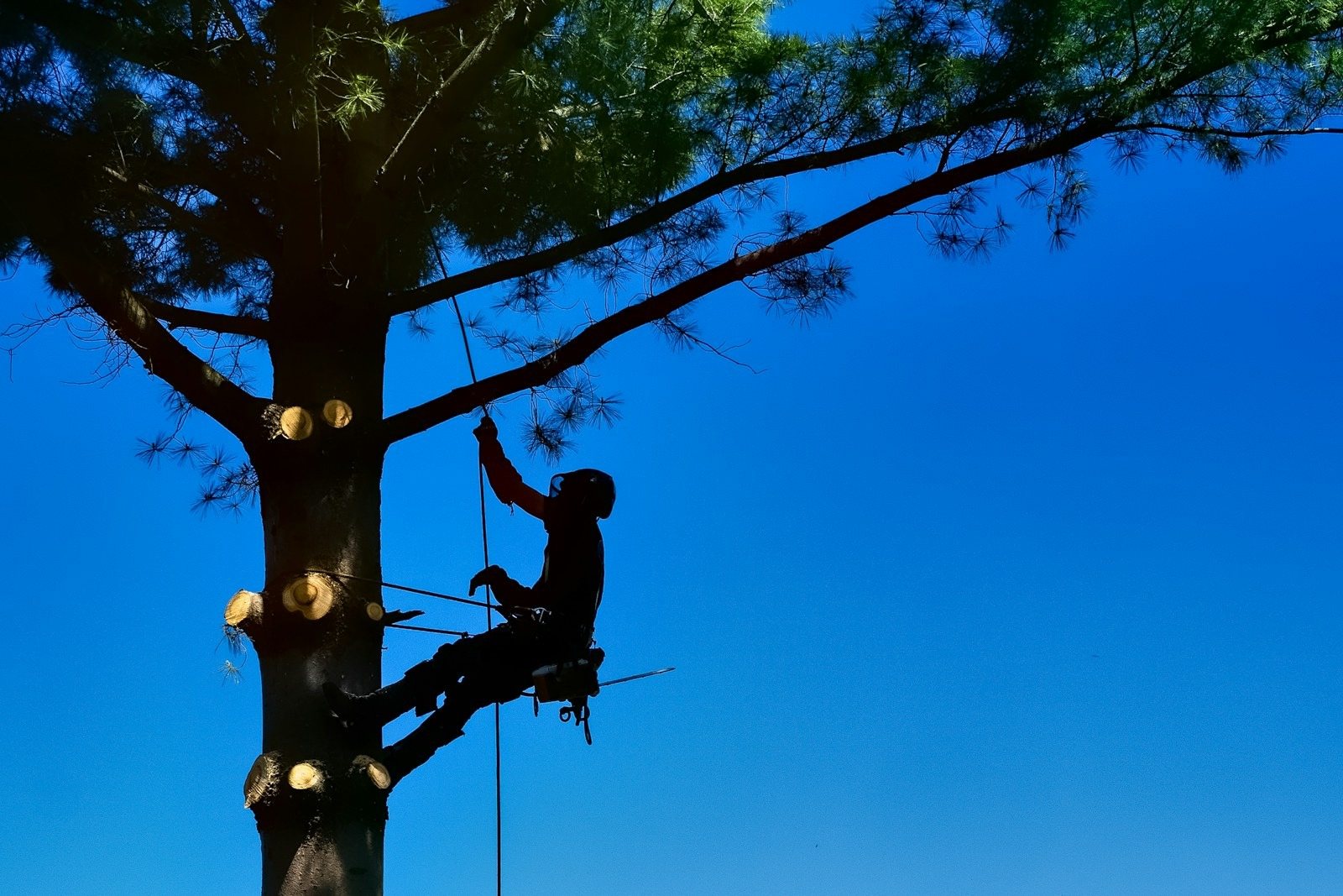 A climber silhouetted against a blue sky, roped into the trunk of a tall pine while cutting a limb