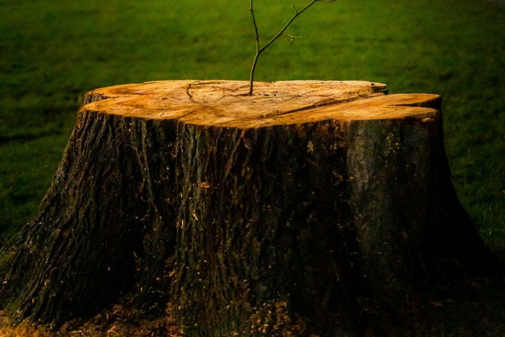 A wide cut stump left in a mowed lawn, before grinding